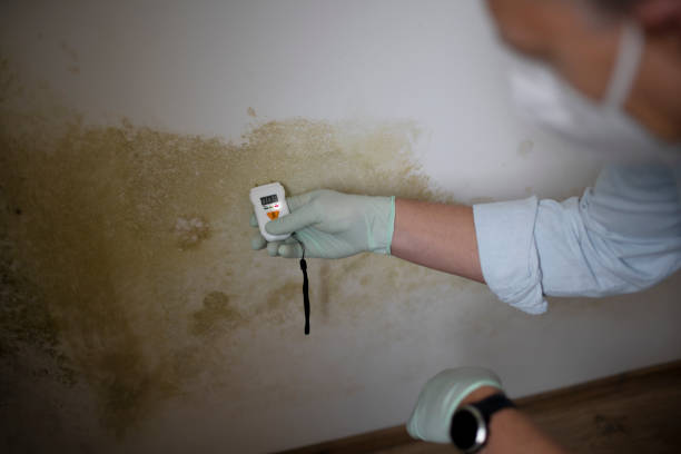 Best Fast Mold Removal  in Muscoy, CA
