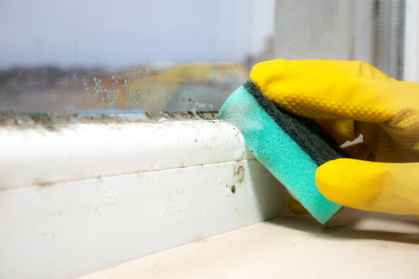 Best Mold Testing  in Muscoy, CA