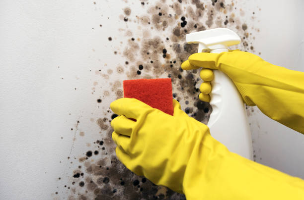Best Mold Cleaning Services  in Muscoy, CA