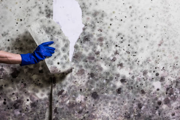 Reliable Muscoy, CA Mold Removal Solutions