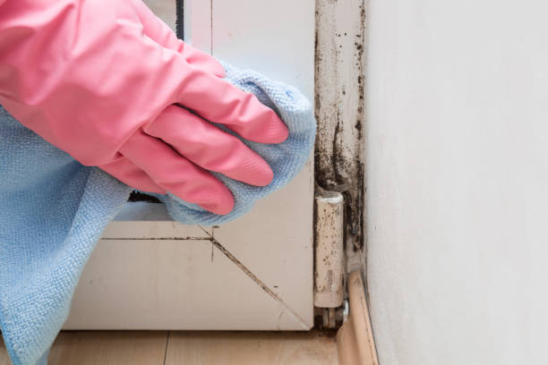 Best Mold Removal Company Near Me  in Muscoy, CA